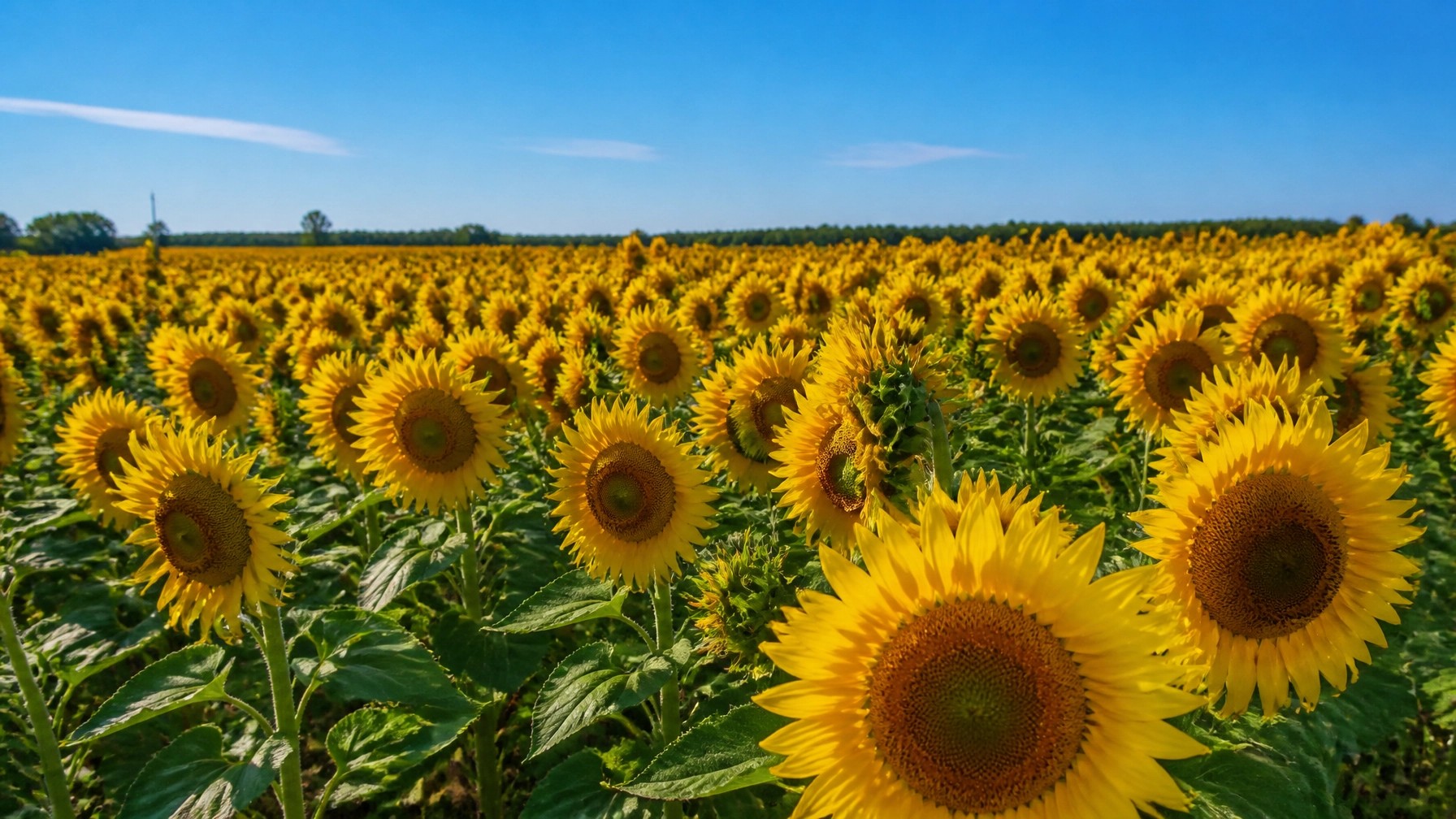 A vast, sun-drenched field of tall sunflowers under a clear blue sky, in full bloom and facing the morning sun.