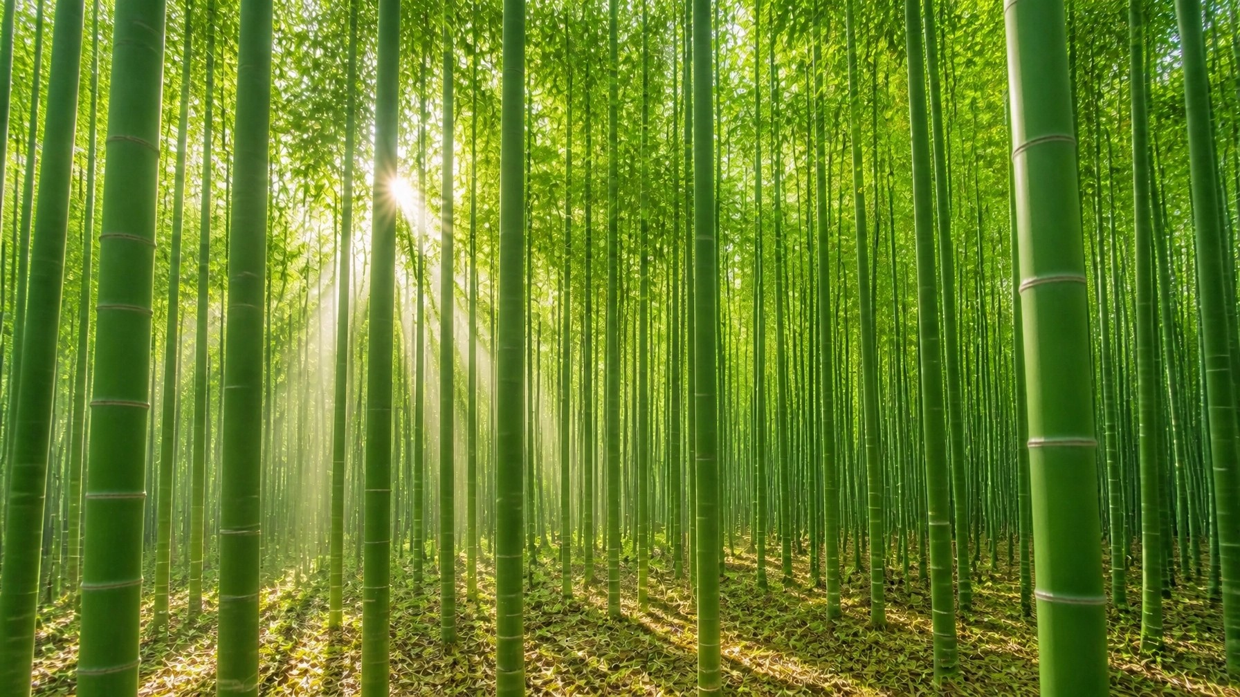  A dense forest of tall green Moso bamboo stalks with bright sunlight filtering through the canopy onto a mossy forest floor.
